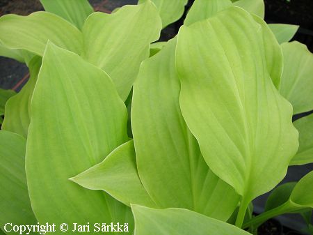 Hosta Tarhafunkia-Ryhm 'Honeybells', jalokuunlilja